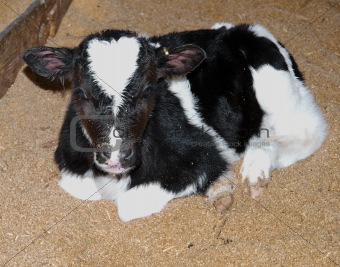 Day Old Calf