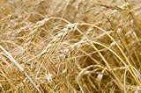 mature wheat