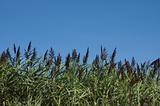 Purple Field Grass Blue Sky