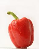  bell pepper