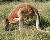  kangaroo 