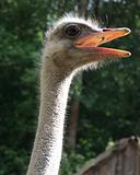  ostrich 