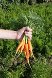 Fresh carrots on hand
