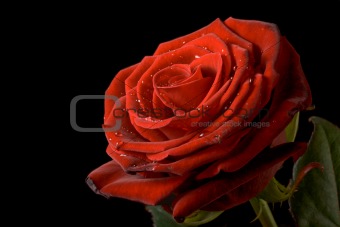 Red rose with drops of water on black background