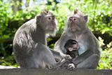 Monkey family - long tailed macaques