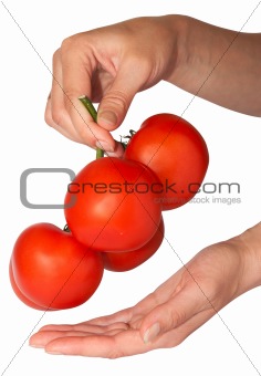 tomatoes bunch in hand