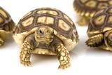 African Spurred Tortoises