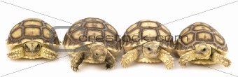 African Spurred Tortoises