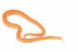 Albino Gopher Snake