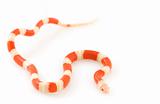 Albino Nelsons Milk Snake (Lampropeltis triangulum nelsoni)