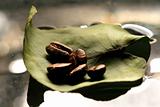 coffe leaf