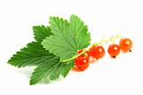 isolated red currant and leaf