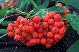 Red berries of a mountain ash on a branch