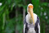 Yellow Stork Bird