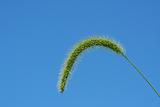 Giant Foxtail weed against a blue sky
