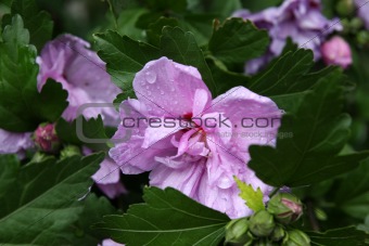Light Purple Rose of Sharon