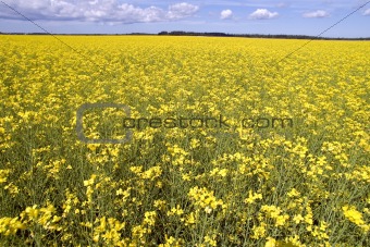 Yellow Flower's Field