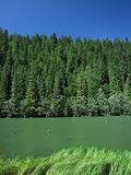 Lake and vegetation