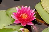 Purple water lily