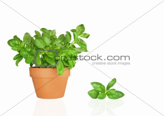 Basil Herb