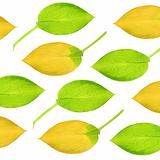 Hosta Leaf Design