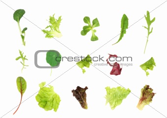 Salad Leaf Selection
