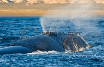 right whale in Patagonia, Argentina.