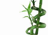 lucky bamboo on white 
