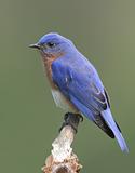 Male Eastern Bluebird (Sialia sialis)