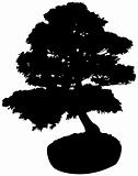 Bonsai Tree Silhouette