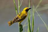 Spotted-backed Weaver
