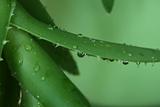 Aloe with water drops on a green background
