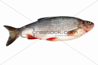 Bream fish