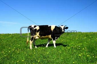cow landscape