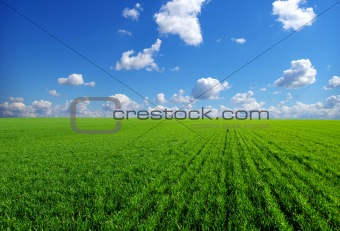 field on  blue sky