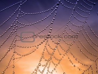 Morning dew on spider web