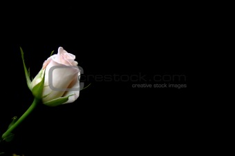 solitary rose bud