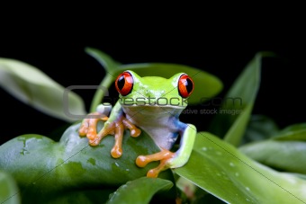 frog in plant isolated on black