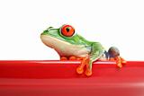 frog on red pot isolated