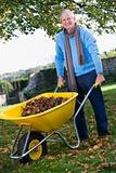Senior man collecting leaves in wheelbarrow