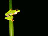 red eyed tree frog sitting on a twig ready to jump
