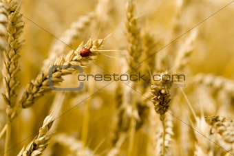 Ladybird on a wheat spike