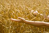 Woman holding out arms towards wheat 