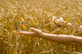 Woman holding out arms towards wheat 