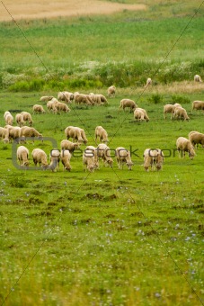 sheep group on the meadow