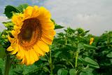Sunflower  closeup