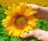 Sunflower in female hands 