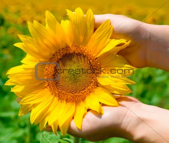 Sunflower in female hands 