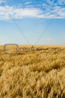 Over wheat field