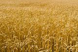 yellow wheat field